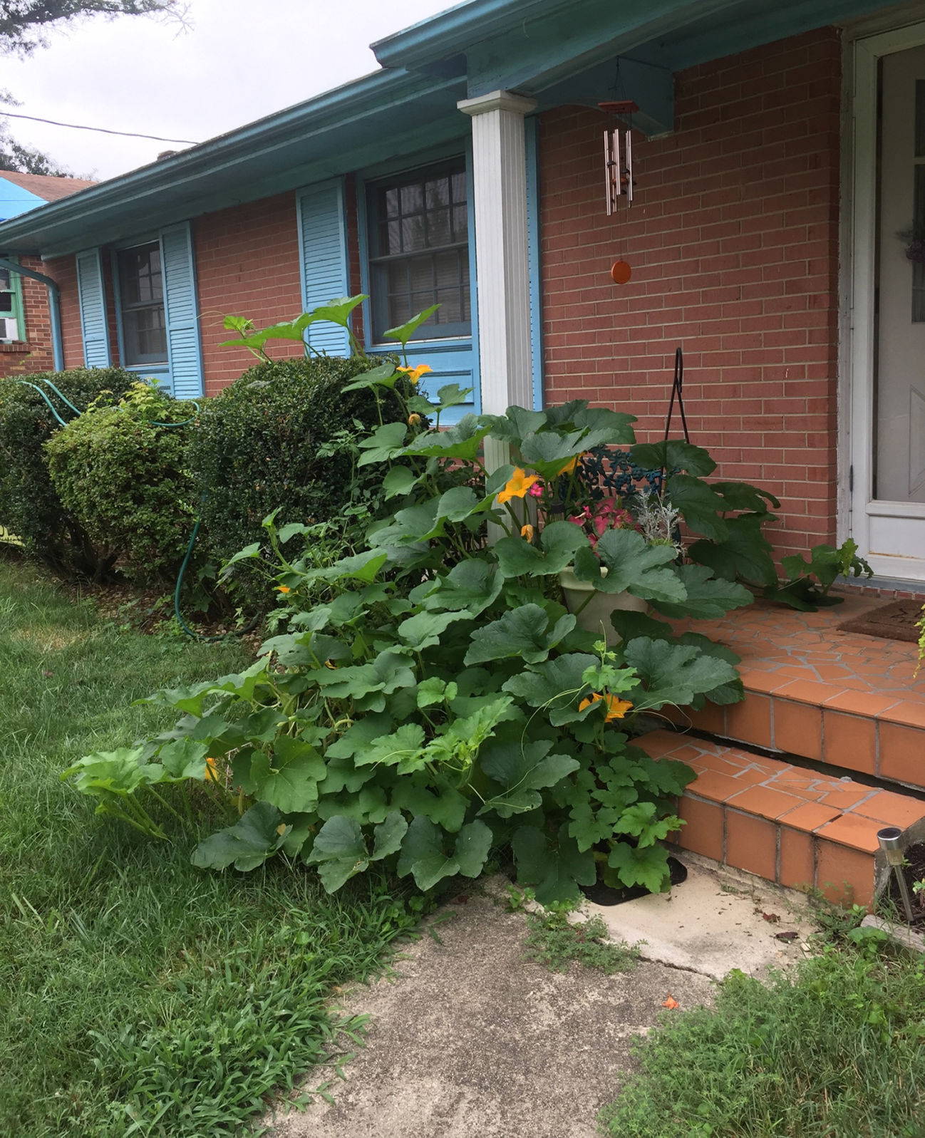 Pumpkin vines